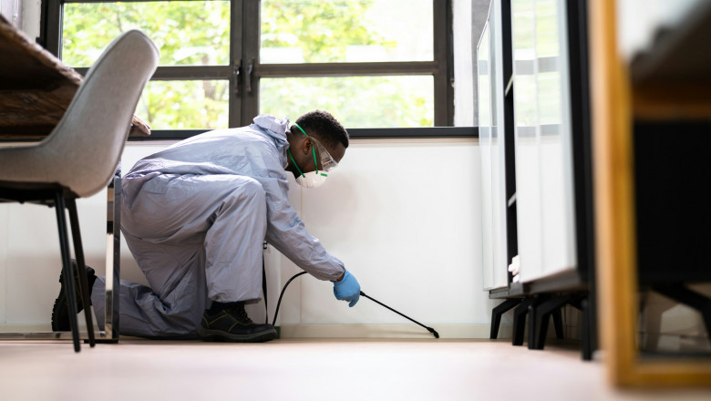 Professional Pest Control on the Gold Coast