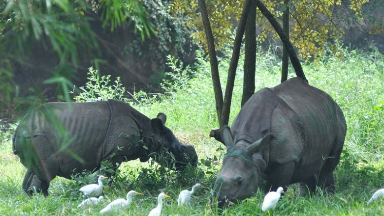 Explore the Wonders of Pobitora Wildlife Sanctuary Today