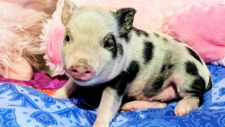 How Costly Are Breeding Mini Pigs?