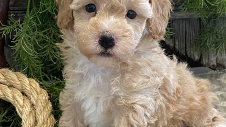 π Looking for Cavapoo Puppies? Trusted Local Breeders Near You πΎ