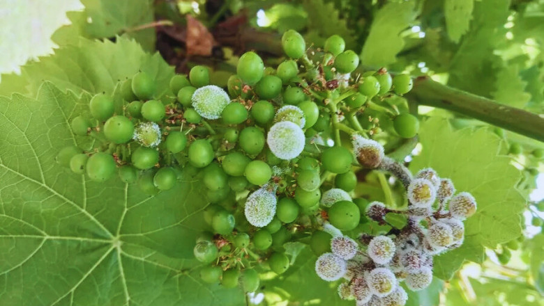 Simple Steps To Keep Downy Mildew Out Of Your Grapevines