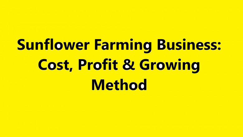 Sunflower Farming Business: Cost, Profit & Growing Method