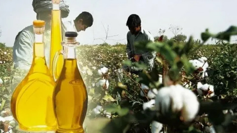 Cottonseed Oil Market Intelligence Unveils Growth Patterns, Regional Outlook and Future Forecast