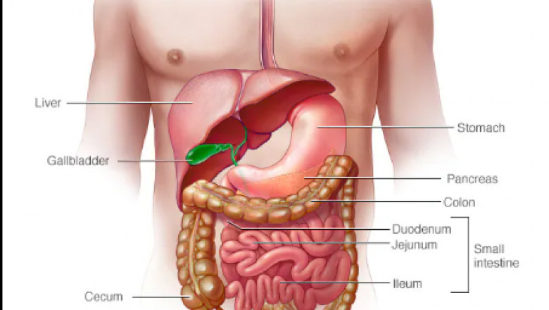 Crohn's Disease: Causes, Symptoms, and Holistic Treatments