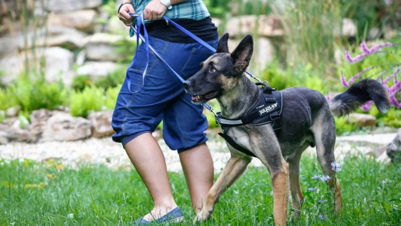 Expert Dog Training in Paso Robles, CA: Build a Better Bond with Your Pup