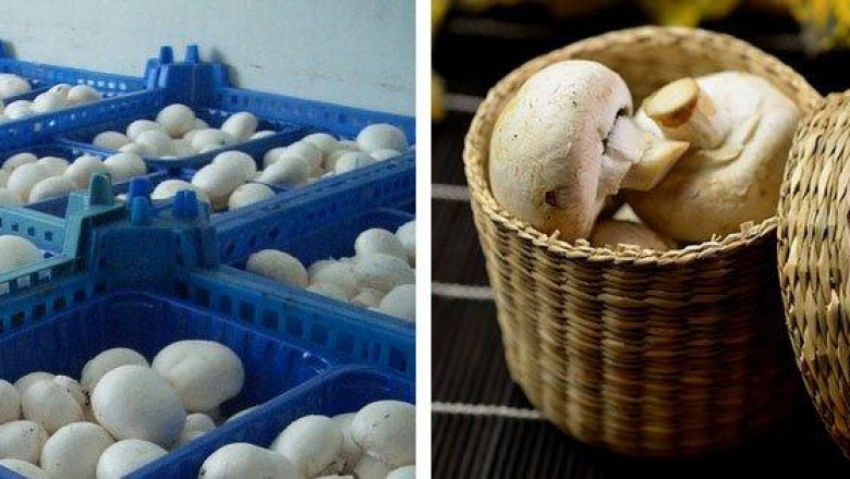 Mushroom Packaging Market Thrives with Increased Investments in Green Technologies and Packaging Startups
