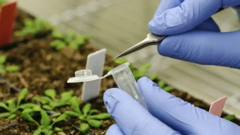 Agricultural Biologicals Market Development: Exploring the Shift Towards Sustainable and Eco-friendly Solutions