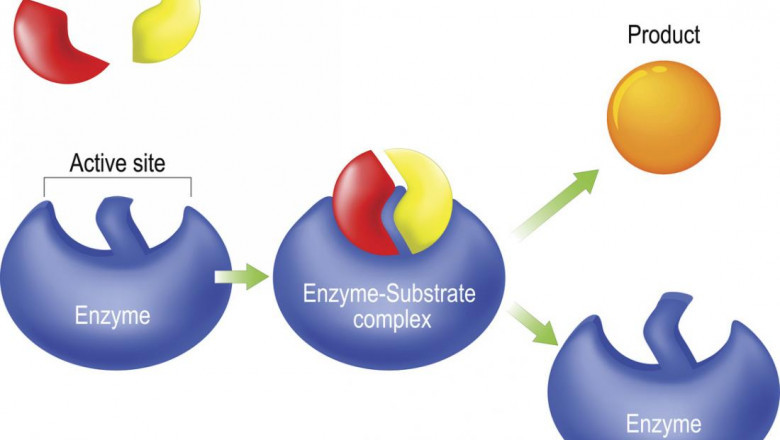 Enzymes Industry Report Reveals CAGR of 4.9% Over 10-Year Span