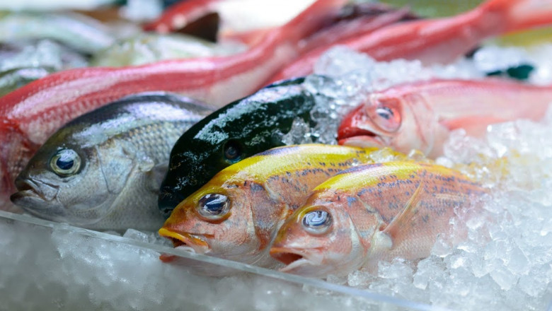Frozen Seafood Market Dynamics Shaped by Seasonal Variability and Climate-Driven Fishing Constraints