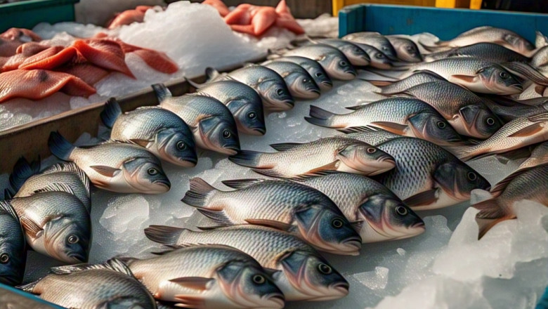 Global Tilapia Market Companies Insights 2025-2033| Growth & Opportunity Analysis