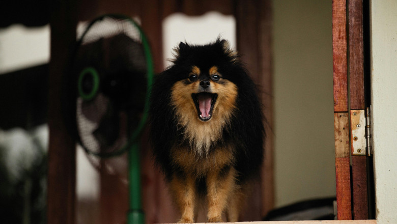 How to Stop the Noise: The Most Effective Barking Control Methods for Dogs