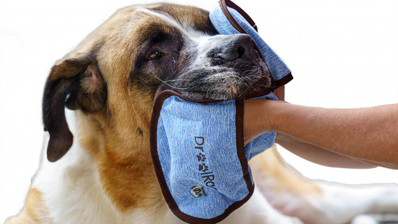 7 Things to Look for in a Good Drool Catcher