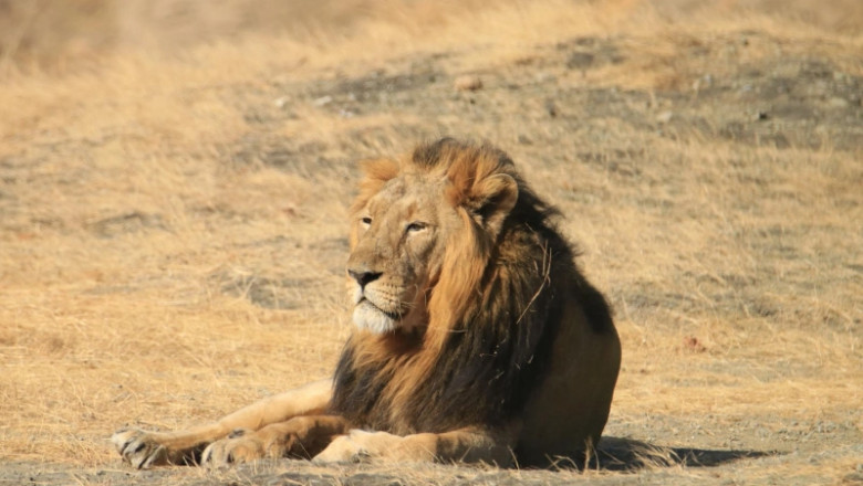 A Day in the Life of an Asiatic Lion in Gir