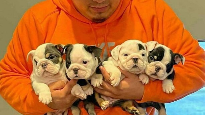 English Bulldog Pups for Sale – Home Raised