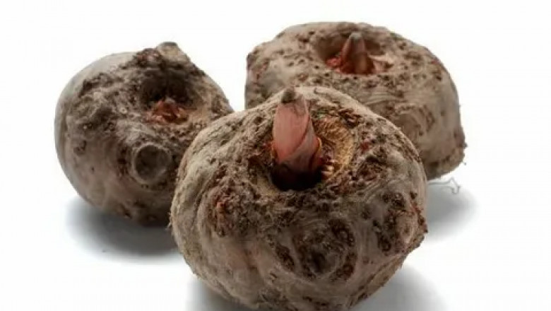 Konjac Market Developments Reflect Surge in Popularity of Shirataki Noodles and Konjac Flour