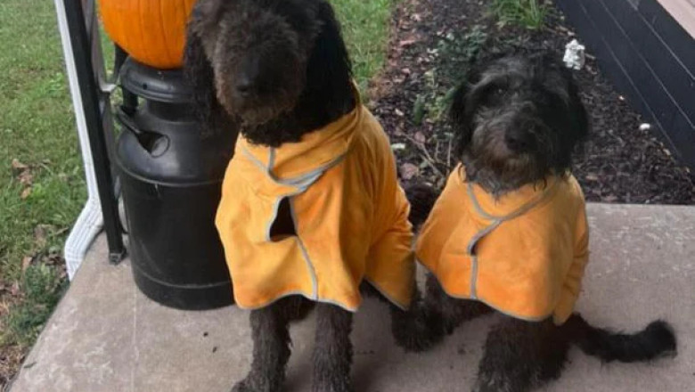Online Store for Dogs Clothes