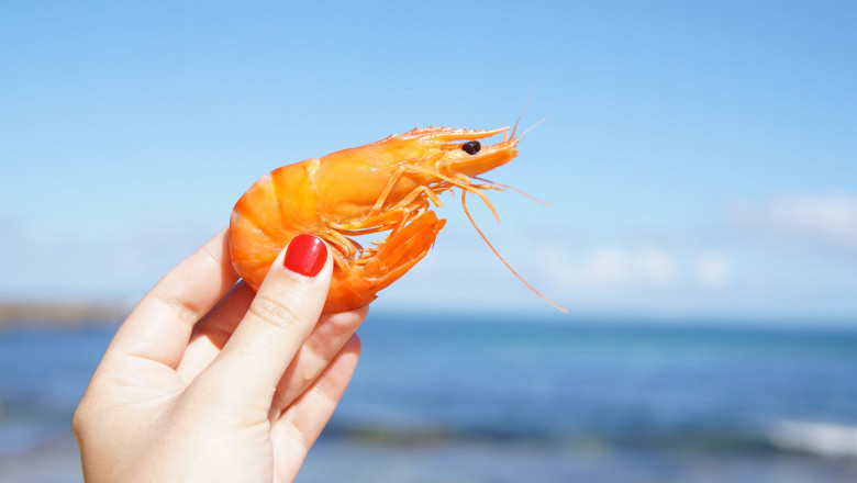 Shrimp Market Survey Insights, Future and Forecast 2024-2032 | Reports and Insights