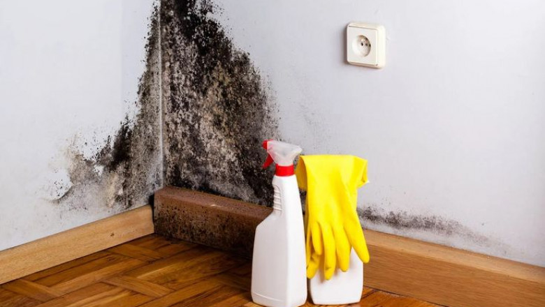 When Is Mold Remediation Required?