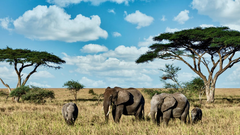 Explore the Wild: Best Tanzania Safari Travel Packages for 2025