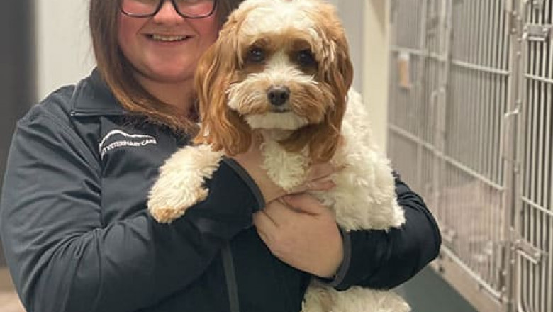 How to Select the Right Veterinarian for Your Adorable Pet