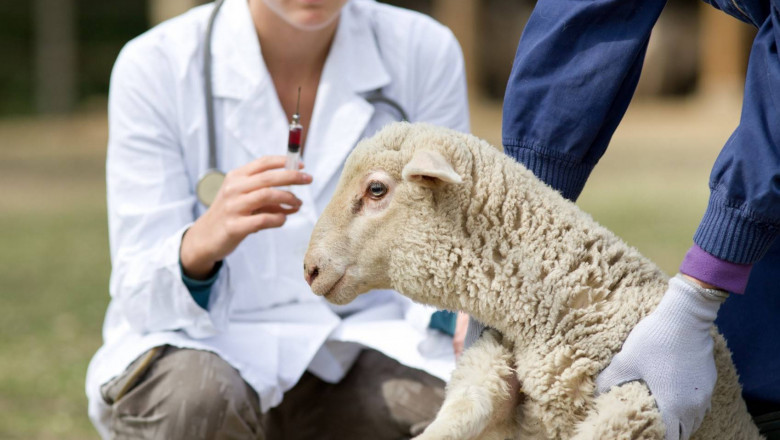 Cattle and Sheep Vaccine Market Expands as Global Demand for Livestock Products Increases