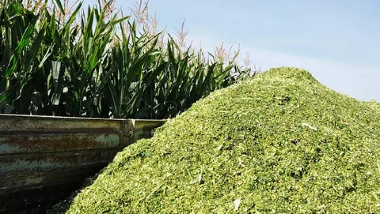 Corn Silage Market Growth Driven by Sustainability Goals and Farm Efficiency Initiatives