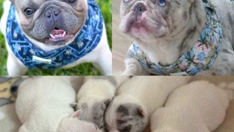French Bulldog Puppies – Small &amp; Adorable