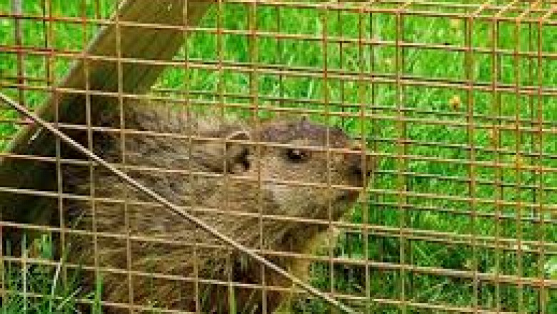 Simcoe Muskoka Wildlife Removal: Humane Solutions for Wildlife Problems