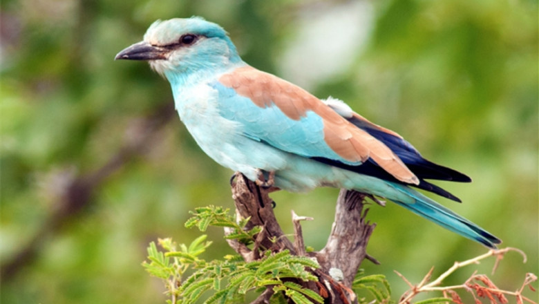 Simcoe Muskoka Wildlife Removal: Offering Humane & Effective Wildlife Removal Services