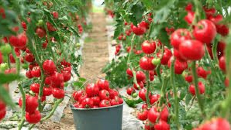 The Future of Tomato Farming: Controlled Environments and Market Expansion