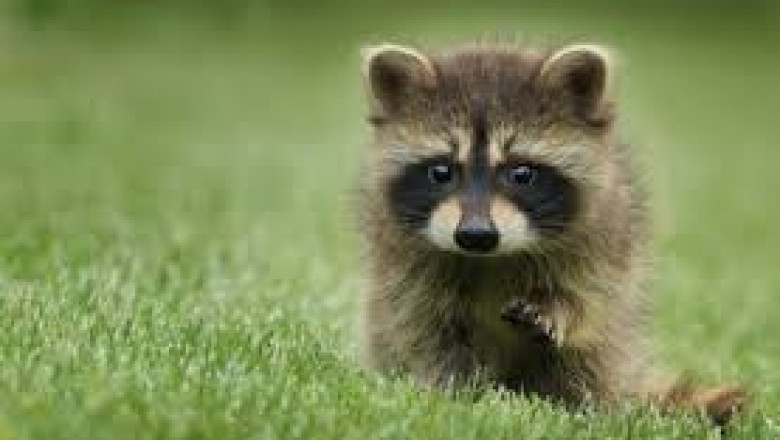 Why is Hiring Professional Pest Control Services the Smartest Choice?