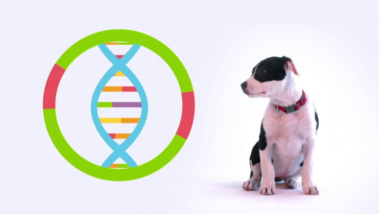 Animal Genetics Market Dynamics Driven by Precision Breeding and Global Food Security Challenges