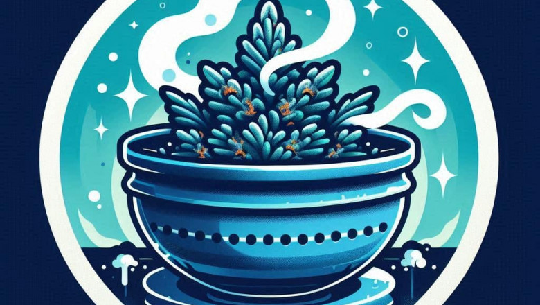 Blue Dream Weed Bud Structure: A Closer Look