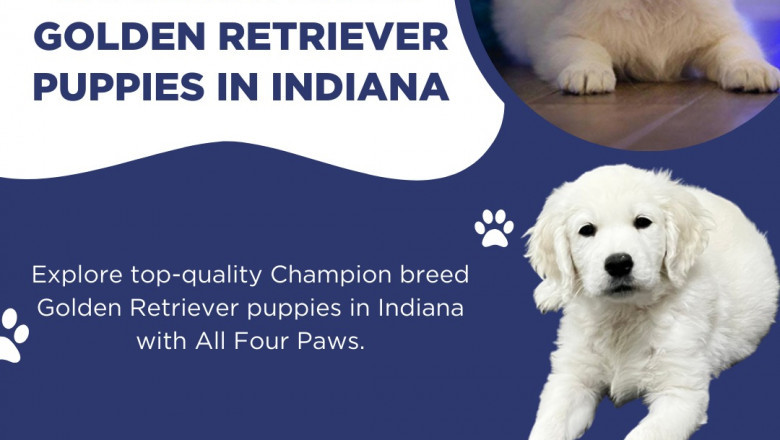 Champion Bred Golden Retriever Puppies in Indiana, Midwest & Florida from Top Lineages