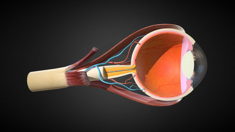 Eye Anatomical Model: A Comprehensive Guide to Understanding the Structure and Function of the Human Eye