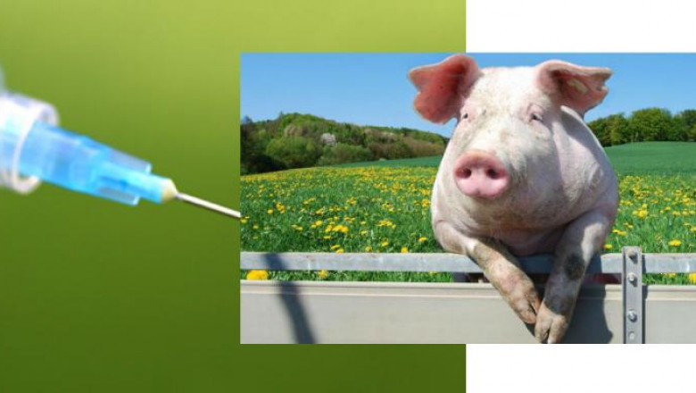 Swine Respiratory Disease Treatment: Protecting Pig Health and Productivity