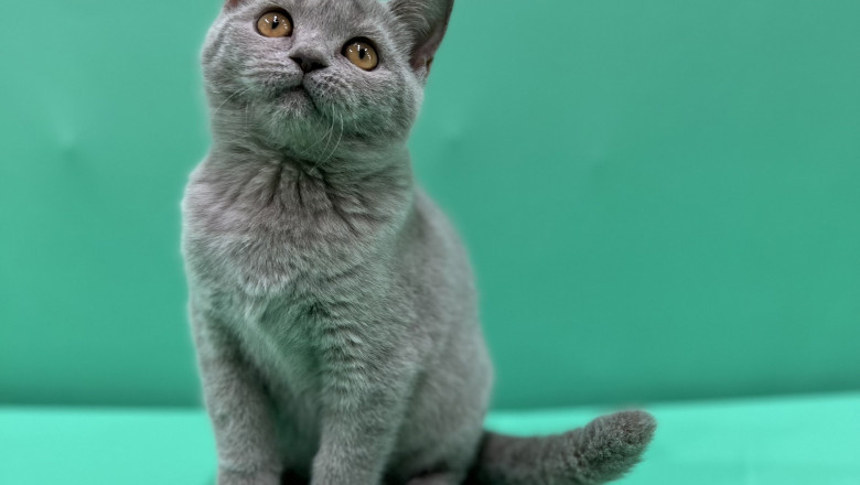 Your Comprehensive Guide to Finding the Perfect Feline Companion