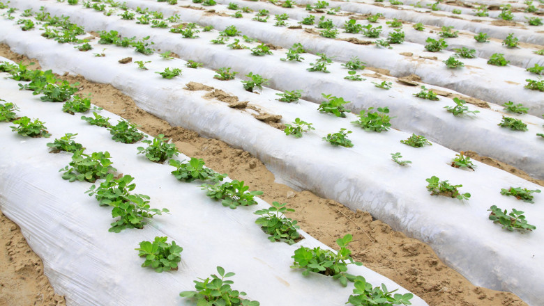 Agricultural Films Market Scope Expands with Technological Innovation and Demand for Sustainable Farming Solutions