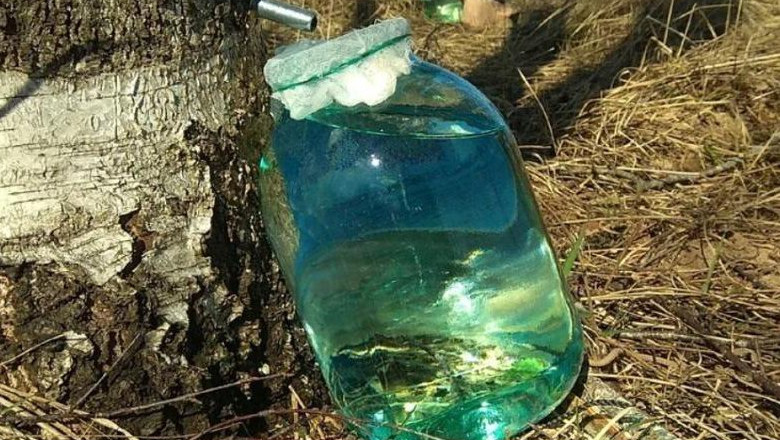Market Research Reveals New Opportunities in the Global Birch Water Market