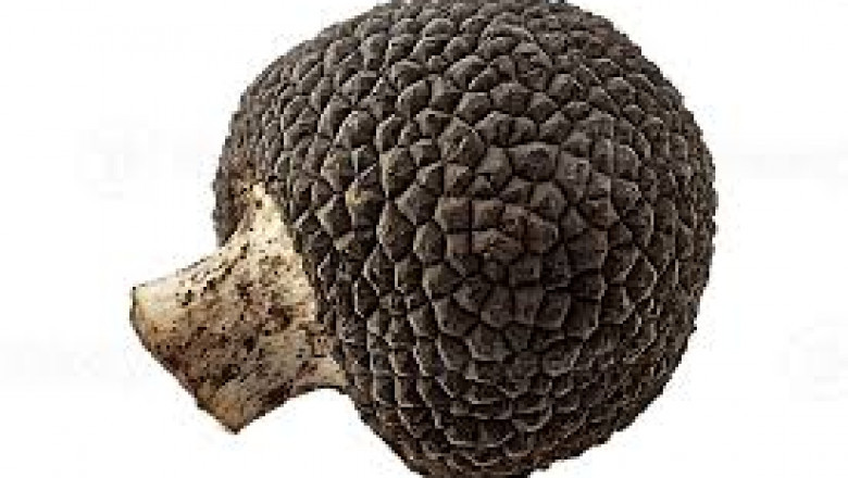 Mushroom and Truffle Market Analysis Near Future To 2033