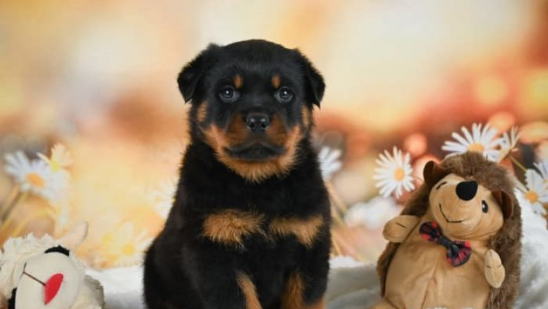 Buy German Rottweilers – Protective & Healthy
