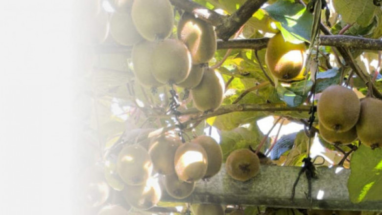 Leading Kiwi Fruit Growing & Orchard Management Experts