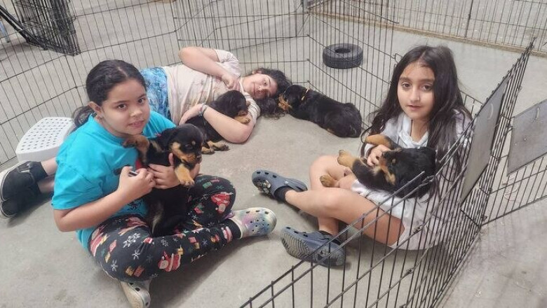 Rottweiler Puppies for Sale – German Rottweiler