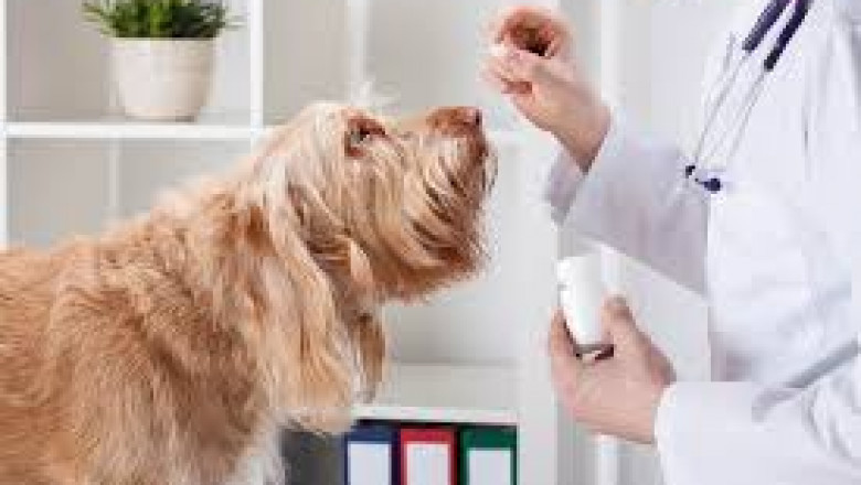 Veterinary Excipients Market to Witness High Growth Owing to Nanotechnology
