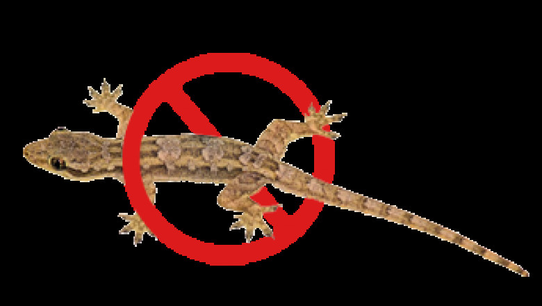 What Lizard Control Companies Don’t Tell You: 7 Shocking Facts