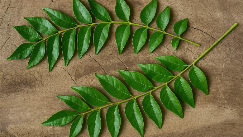 10 Proven Health Benefits of Curry Patta You Shouldn’t Ignore