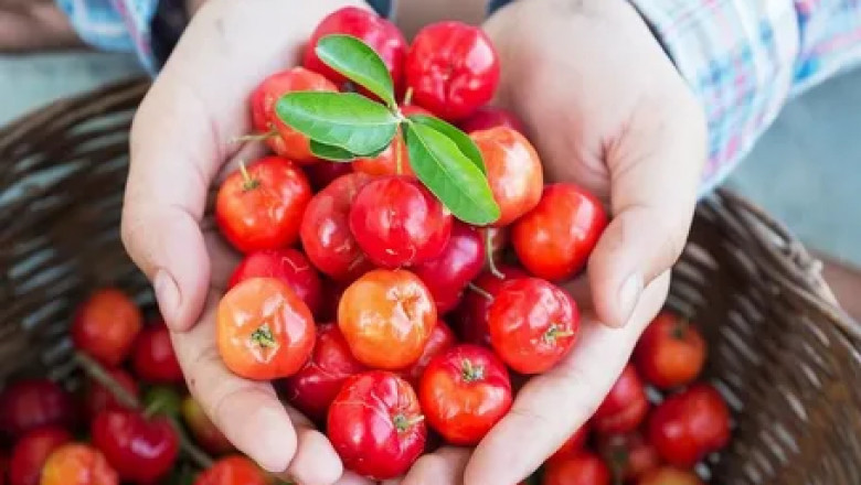 Acerola Extract Market Forecast: Growth Trends, Opportunities, and Industry Outlook from 2025 to 2034