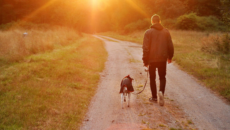 Dog Walking Bellevue Services