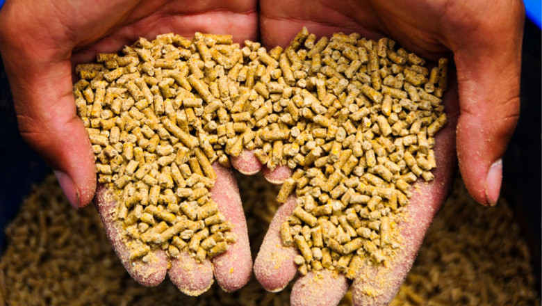 Animal Feed Antioxidants Market: Comprehensive Intelligence on Trends, Drivers, Challenges, and Future Growth Outlook