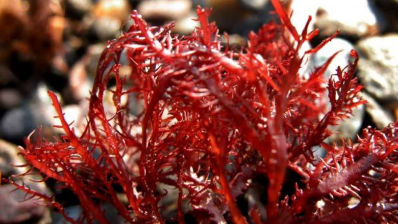Carrageenan Gum Market to Soar on Biotechnological Extraction Advances